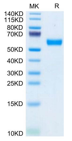 Mouse CD83 Protein