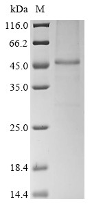 Thyrotropin receptor (Tshr), partial, mouse, recombinant