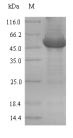 Exopolyphosphatase (ppx), Escherichia coli O6:H1, recombinant