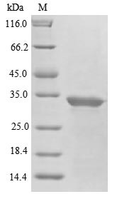 Abrin-a, partial, Abrus precatorius, recombinant