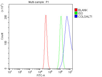 Anti-COLGALT1 / Collagen beta(1-O)galactosyltransferase 1