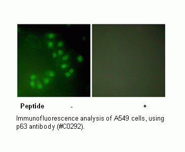Anti-p63