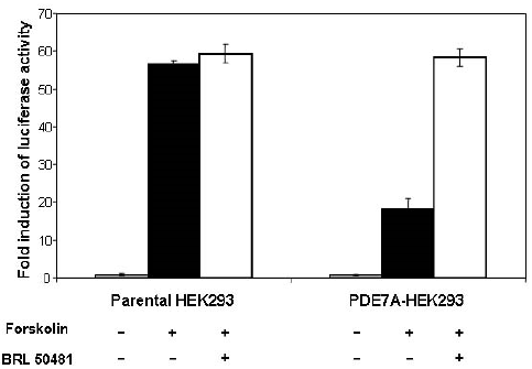 PDE7A-HEK293 Human Recombinant Cell line, 1x10(6) cells