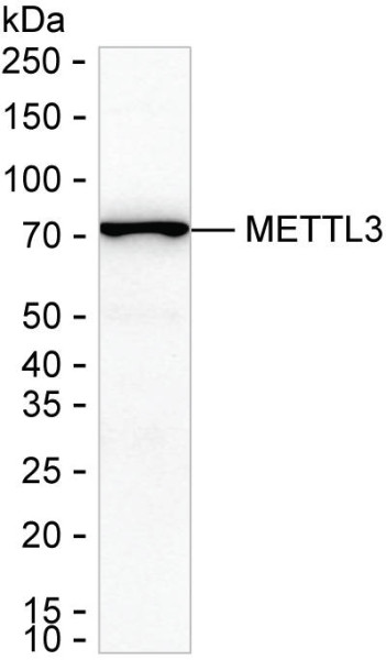 Anti-METTL3