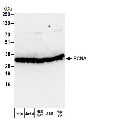 Anti-Mouse IgG2a, HRP conjugated