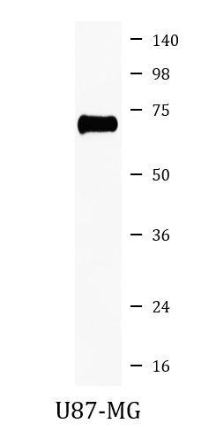 Anti-phospho-PAK4 (Ser474) + PAK5 (Ser602) + PAK6 (Ser560)