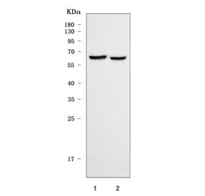 Anti-SHC4 / SHC-transforming protein 4