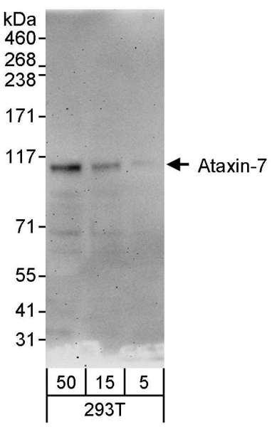 Anti-Ataxin-7