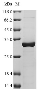 40S ribosomal protein S3 (RPS3), human, recombinant