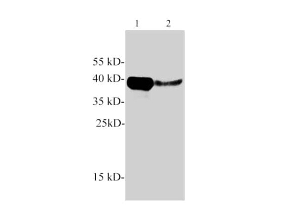 Anti-Arginase 1/ARG1 (Capture/Detector)