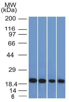 Anti-Ferritin, Light Chain (FTL) (Microglia Marker) (FTL/1386), Biotin conjugate, 0.1mg/mL