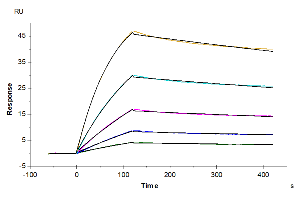 Human ACE2/ACEH Protein