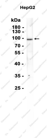 Anti-Recombinant TLE1, clone C113158