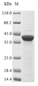 Left-right determination factor 2 (Lefty2), mouse, recombinant