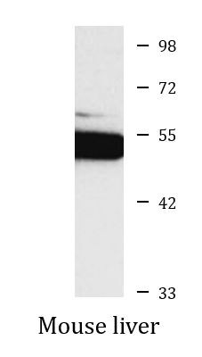 Anti-Fibrinogen gamma chain