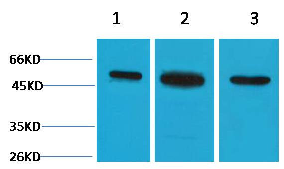 Anti-beta II Tubulin