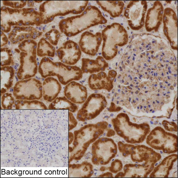 Anti-COA3 (recombinant antibody)