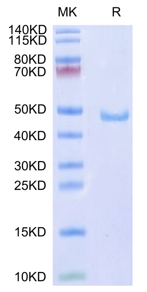 Human CD59 Protein