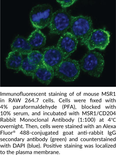 Anti-MSR1/CD204 Rabbit Monoclonal Antibody (Clone 004)