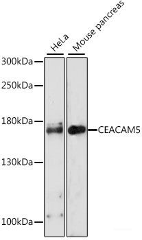 Anti-CD66e