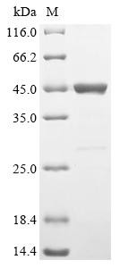 Adipocyte plasma membrane-associated protein (Apmap), partial, mouse, recombinant
