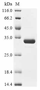 Pertussis toxin subunit 1 homolog (ptxA), Bordetella parapertussis, recombinant