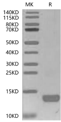 CXCL4, His &amp; Avi, Human