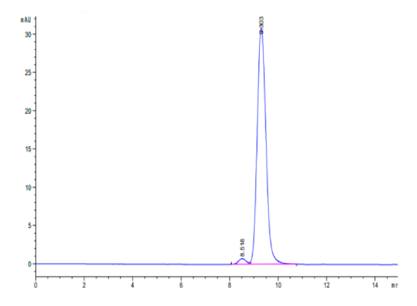 Human CA12/Carbonic anhydrase XII Protein