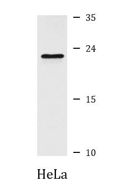 Anti-ATP6