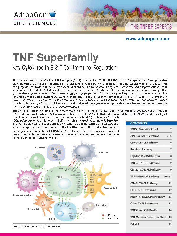 TNF Superfamily