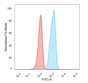 Anti-TCF25 / Transcription factor 25, clone PCRP-TCF25-1A11