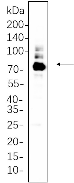 Anti-Recombinant PKC alpha, clone 11A3