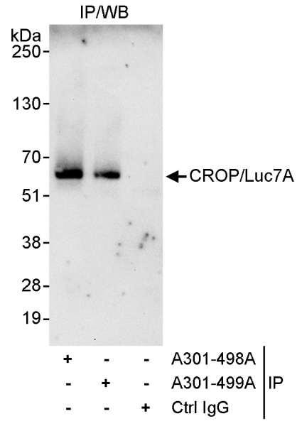 Anti-CROP/Luc7A