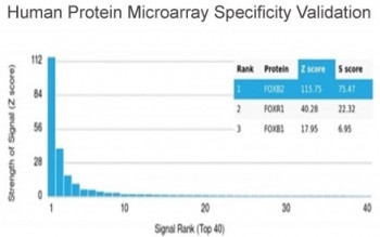 Anti-FOXB2, clone PCRP-FOXB2-2B2
