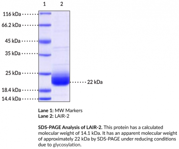 LAIR-2 (human, recombinant)