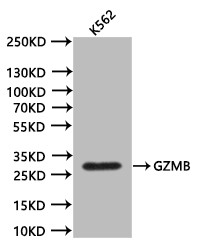 Anti-GZMB, recombinant clone 9B2