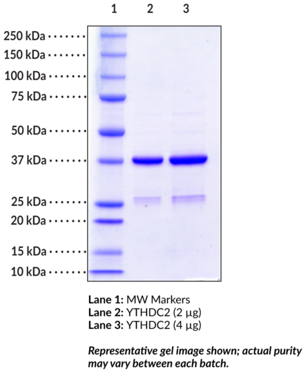 YTHDC2 (human, recombinant)
