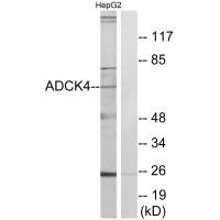 Anti-ADCK4
