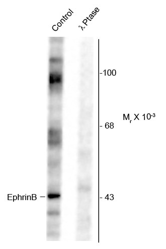 Anti-phospho-EphrinB (Tyr317)
