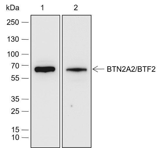Anti-Recombinant BTN2A2/BTF2, clone A633
