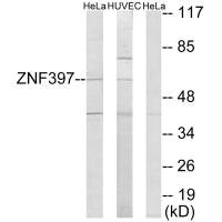 Anti-ZNF397