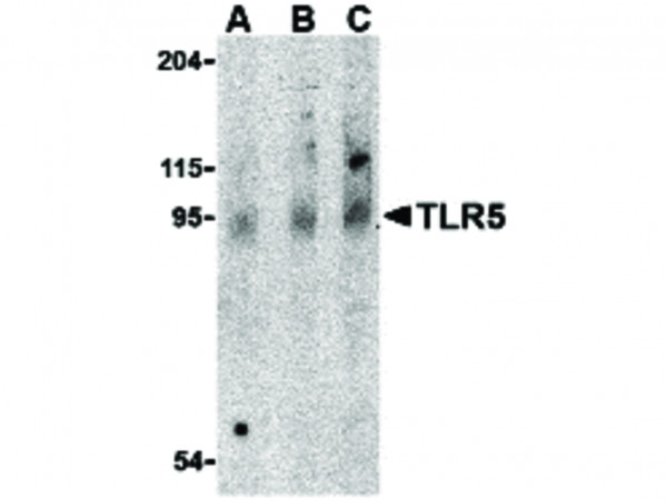 Anti-TLR5
