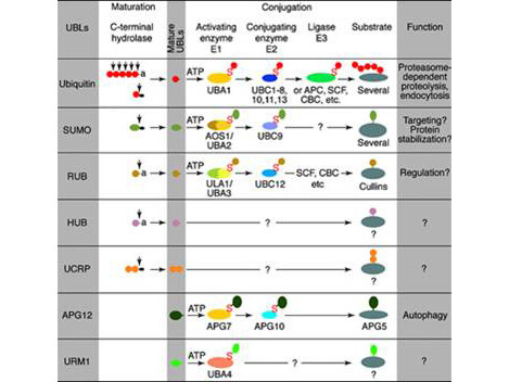 Anti-Ubiquitin-Conjugating Enzyme E2 J1 (Ube2j1)