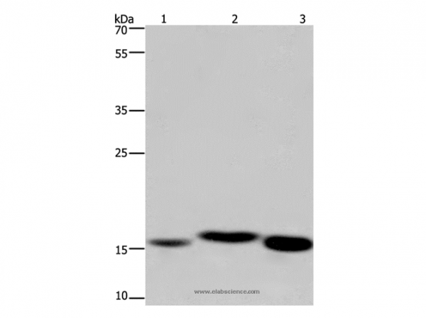 Anti-CYB5A