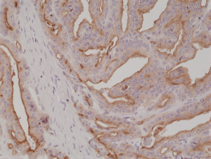 Anti-PSMA (human), Rabbit Monoclonal (RM327)