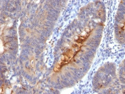 Anti-IgA Secretory Component(SC05), CF568 conjugate, 0.1mg/mL