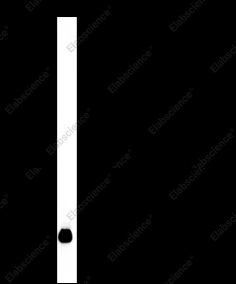 Anti-Recombinant Galectin-1, clone C112052
