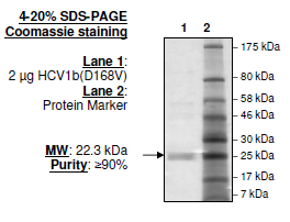 HCV1b (D168V), FLAG-His-tags Recombinant