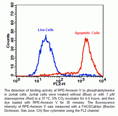 Cell Meter(TM) PE-Annexin V Binding Apoptosis Assay Kit *Optimized for Flow Cytometry*
