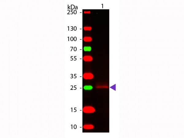 Anti-Rabbit IgG F(c) [Goat]